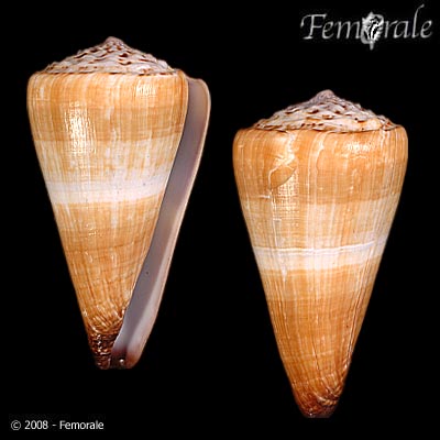 Conus distans