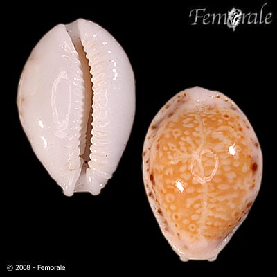 Cypraea cernica