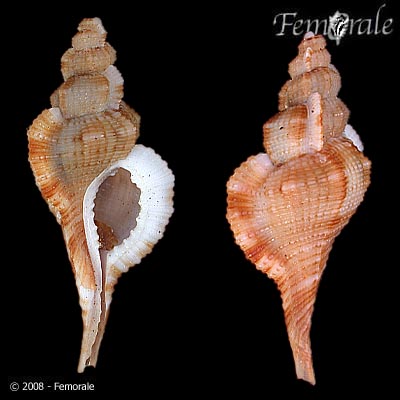 Cymatium tenuiliratum