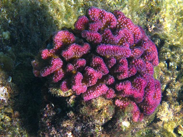 Pocillopora verrucosa