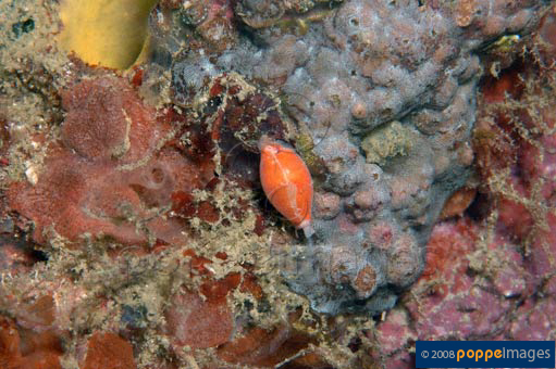 Cypraea microdon