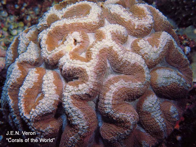 Lobophyllia agaricia