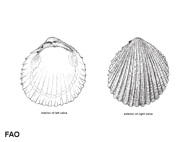 Trachycardium rugosum