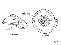 Image of Solatisonax borealis (Boreal sundial)