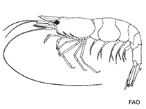 Image of Caridina typus (Type shrimp)