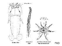 Image of Bathyteuthis berryi 