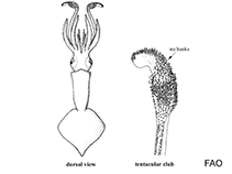 Image of Brachioteuthis linkovskyi 