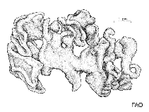 Image of Codium papillatum 