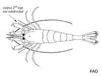 Image of Lissocrangon stylirostris (Smooth bay shrimp)