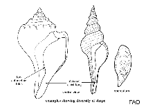 Image of Fusinus couei (Yucatan spindle)