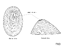 Image of Fissurella crassa (Thick keyhole limpet)