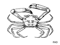 Image of Euryplax nitida (Glabrous broadface crab)