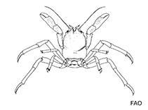 Image of Dicranodromia spinulata 