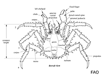 Image of Oedignathus inermis (Paxillose crab)