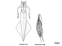 Image of Lolliguncula diomedeae (Dart squid)