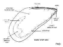 Image of Modiolus lulat 