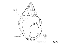 Image of Nassarius gayii (Scavenger whelk)