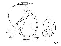 Image of Tanea zelandica (Necklace shell)