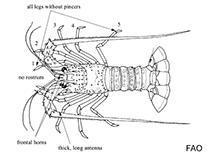 Image of Palinustus mossambicus (Buffalo blunthorn lobster)