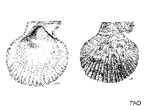 Image of Mizuhopecten yessoensis (Large weathervane scallop)