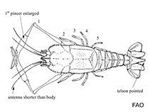Image of Stereomastis phosphorus (Pink blind lobster)