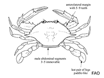 Image of Ovalipes trimaculatus (Rowing crab)
