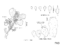 Image of Sargassum hystrix (White-vein sargassum)