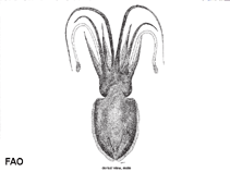 Image of Sepia longipes (Longarm cuttlefish)