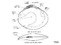 Image of Ervilia concentrica (Concentric ervilia)