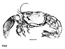 Image of Thalassina anomala (Scorpion mud lobster)