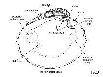 Image of Venus nux (Saltwater clam)