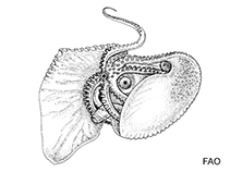 Argonautidae