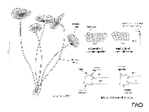 Polyphysaceae