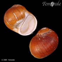 Image of Cryptonatica affinis (Arctic moonsnail)