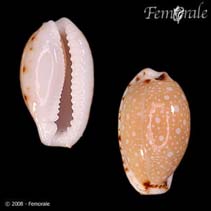 Image of Cypraea labrolineata (Yellow-tinted cowry)