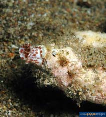 Image of Lotoria lotoria (Black-spotted triton)