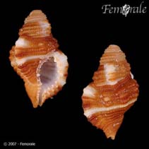 Image of Cymatium occidentale (Atlantic ruby triton)