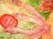 Image of Haliporoides triarthrus (Knife shrimp)