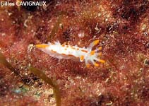 Image of Limacia clavigera (Orange clubbed sea slug)