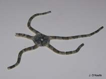 Image of Ophiolepis elegans (Elegant brittle star)