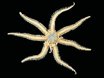 Image of Ophiacantha vivipara (Brooding spiny brittle star)