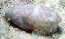 Image of Pupa alveola 