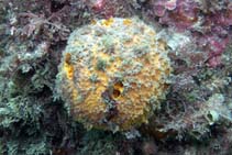 Image of Tethya aurantium (Ball sponge)