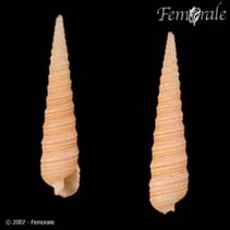 Image of Terebra funiculata (Funnel auger)