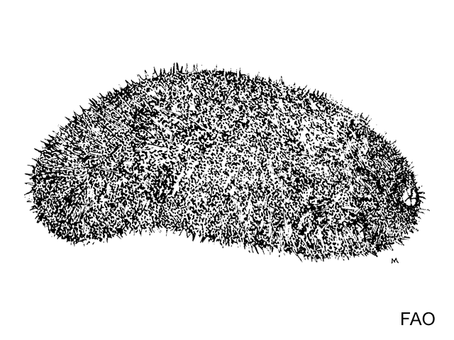 Acmil_u1.gif