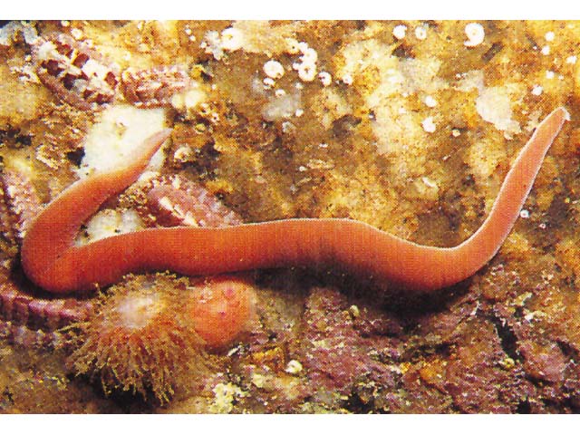 Amphiporus angulatus