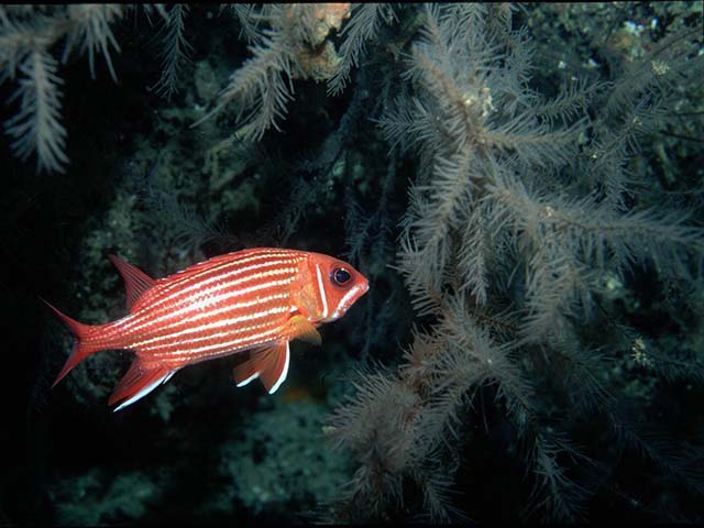 Antipathella subpinnata