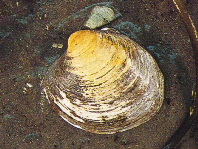 Arisl_u0.jpg