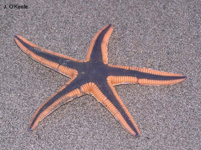 Astropecten articulatus