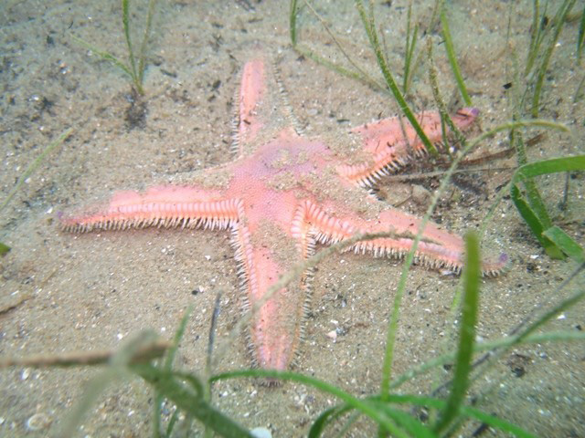 Astropecten irregularis